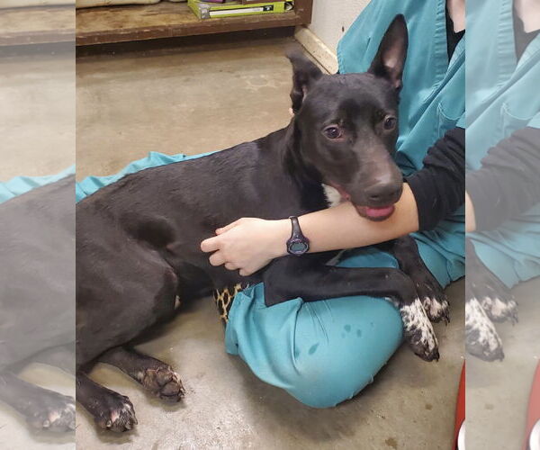 Medium Photo #1 Labrador Retriever-Unknown Mix Puppy For Sale in Amarillo, TX, USA