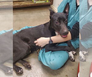 Labrador Retriever-Unknown Mix Dogs for adoption in Amarillo, TX, USA