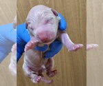Small #3 Mutt