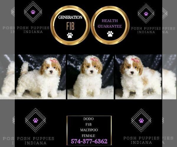 Medium Photo #2 Maltipoo Puppy For Sale in WARSAW, IN, USA