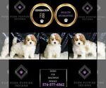 Small #1 Maltipoo