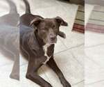 Small Labrador Retriever Mix