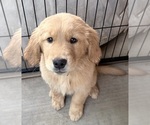 Image preview for Ad Listing. Nickname: Hugo