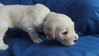 Small Photo #1 Goldendoodle Puppy For Sale in HIRAM, OH, USA