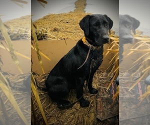 Mother of the Labrador Retriever puppies born on 11/01/2025