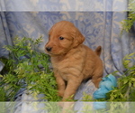 Puppy Astelle Golden Retriever