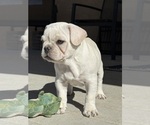 Small #1 French Bulldog