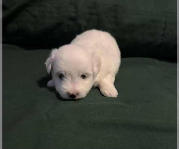 Medium Photo #2 Coton de Tulear Puppy For Sale in TIMBER, OR, USA