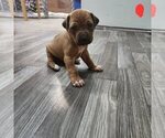 Puppy Strawberry Rhodesian Ridgeback