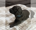 Small Photo #5 Poodle (Standard) Puppy For Sale in PEYTON, CO, USA