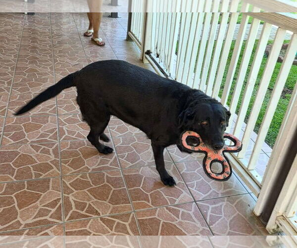 Medium Photo #3 Labrador Retriever Puppy For Sale in Clovis, CA, USA