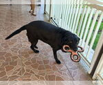 Small #2 Labrador Retriever