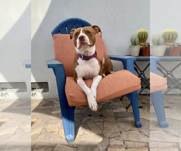 Medium Photo #4 American Pit Bull Terrier-Unknown Mix Puppy For Sale in Davis, CA, USA