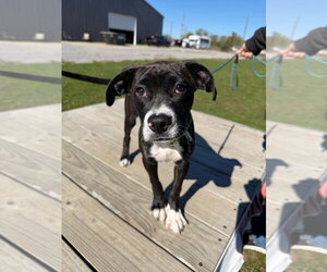 Jordan - Male American Staffordshire Terrier Dog for Adoption - Photo #2