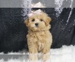 Small #3 Maltipoo