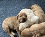 Small #3 Golden Retriever
