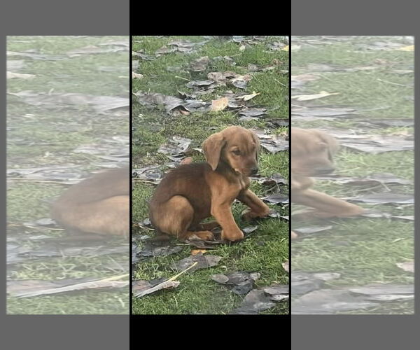 Medium Photo #2 Mutt Puppy For Sale in NYC, NY, USA