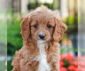 Cavapoo (Miniature) Puppy for sale in LITITZ, PA, USA