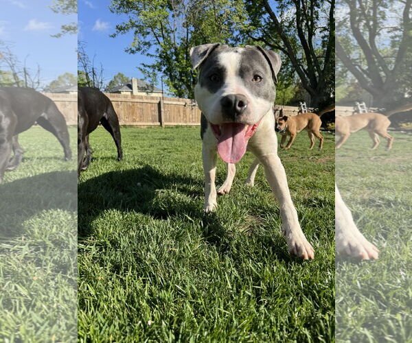 Medium Photo #8 Mutt Puppy For Sale in Doylestown, PA, USA