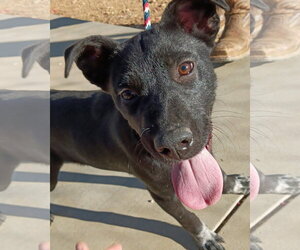 May - Female Labrador Retriever-Unknown Mix Dog for Adoption - Photo #2