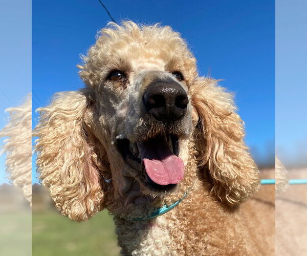 Medium Photo #1 Poodle (Standard) Puppy For Sale in Pacolet, SC, USA