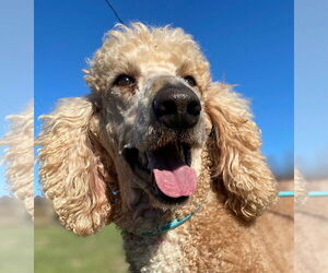 Poodle (Standard) Dogs for adoption in Pacolet, SC, USA