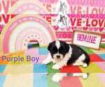 Small Photo #5 Shih Tzu Puppy For Sale in BERRYVILLE, VA, USA