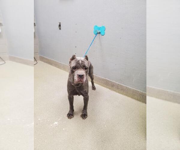 Medium Photo #1 Mutt Puppy For Sale in Las Vegas, NV, USA