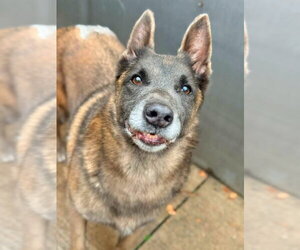 Mabel located in NC - Female Mutt Dog for Adoption - Photo #4