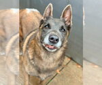 Small Photo #4 Mutt Puppy For Sale in Imlay City, MI, USA