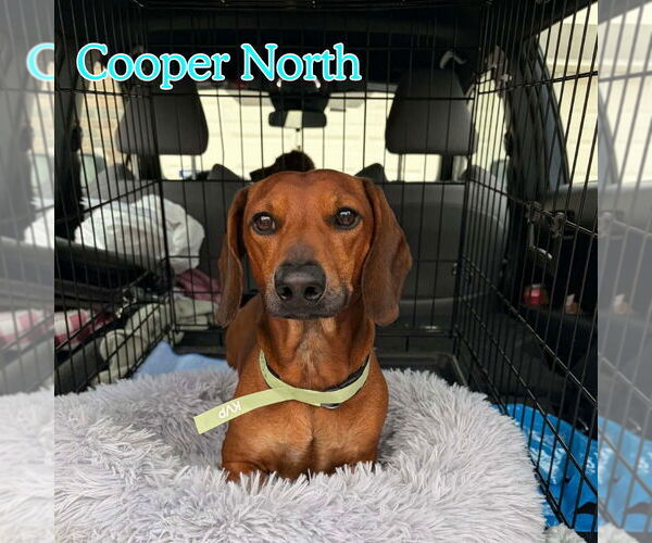 Medium Photo #5 Dachshund Puppy For Sale in San Antonio, TX, USA