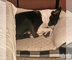 Small #4 Jack Russell Terrier Mix