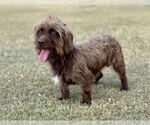 Small #4 Dachshund Mix