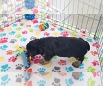 Small #7 Yorkshire Terrier