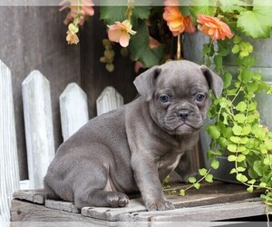 Faux Frenchbo Bulldog Puppy for sale in FREDERICKSBG, OH, USA