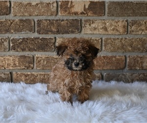 Morkie-Poodle (Miniature) Mix Puppy for sale in HOLMESVILLE, OH, USA