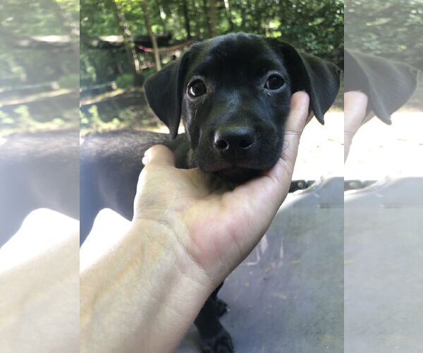 Medium Photo #18 Labrador Retriever Puppy For Sale in Holly Springs, NC, USA