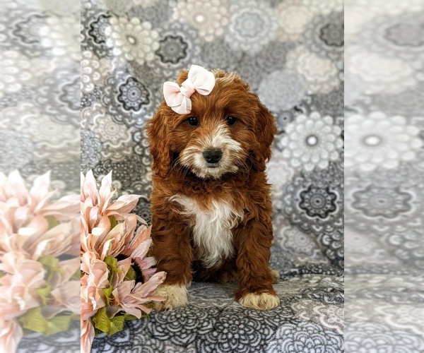 Medium Photo #3 Cavapoo Puppy For Sale in NEW PROVIDENCE, PA, USA
