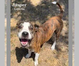 Mutt Dogs for adoption in Conroe, TX, USA