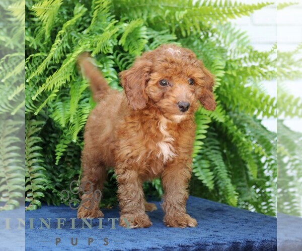 Medium Photo #4 Goldendoodle (Miniature) Puppy For Sale in NARVON, PA, USA