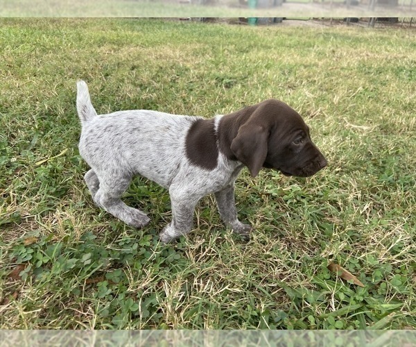 Medium Photo #12 German Shorthaired Pointer Puppy For Sale in CONCORD, NC, USA
