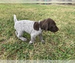 Small Photo #12 German Shorthaired Pointer Puppy For Sale in CONCORD, NC, USA