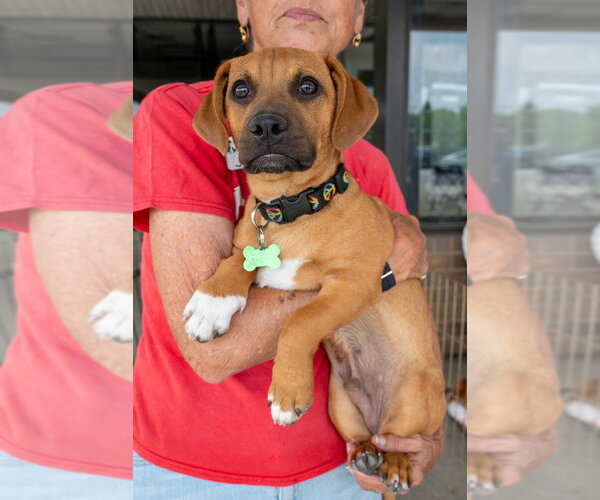 Medium Photo #5 Mutt Puppy For Sale in Mundelein, IL, USA