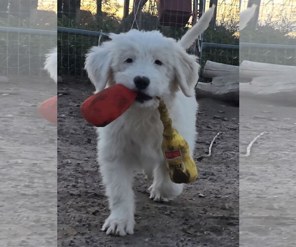Medium Photo #4 GIANT SCHNAUZER -Great Pyrenees Mix Puppy For Sale in Peralta, NM, USA