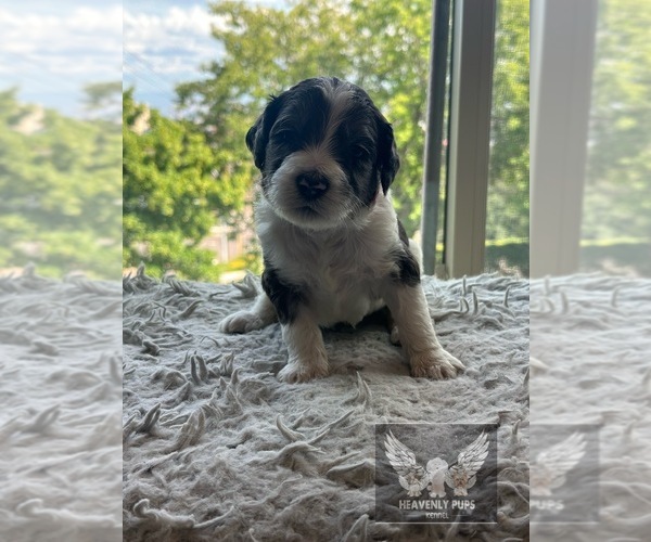 Medium Photo #6 Goldendoodle Puppy For Sale in DULUTH, MN, USA