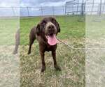 Small #6 Labrador Retriever Mix