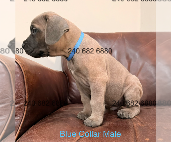 Medium Photo #3 Cane Corso Puppy For Sale in LA PLATA, MD, USA