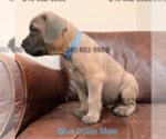 Small #2 Cane Corso