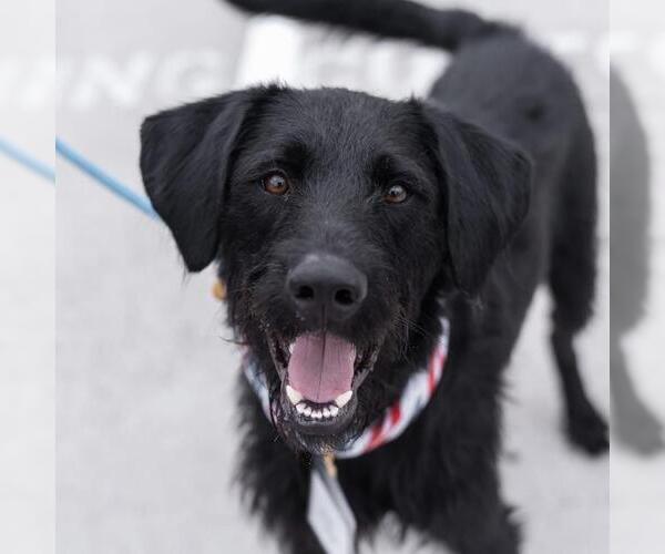 Medium Photo #8 Wirehaired Pointing Poodle Puppy For Sale in San Diego, CA, USA