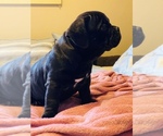 Small Photo #16 American Bully Puppy For Sale in MIDDLETOWN, OH, USA